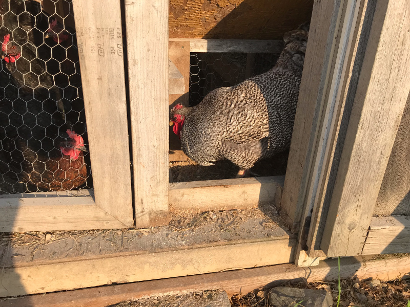 a rooster in a hen house