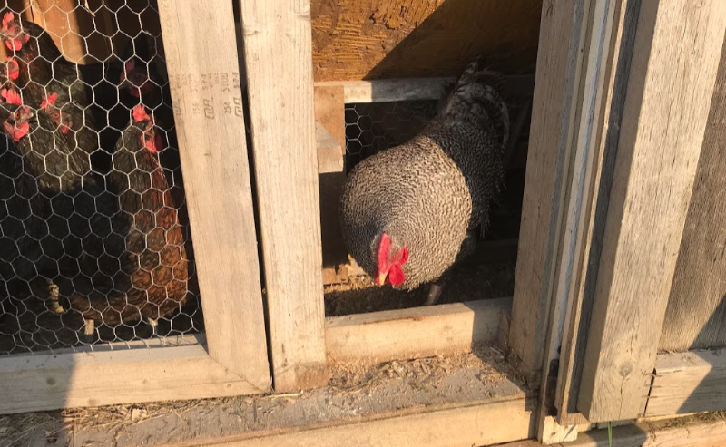 adding a rooster to your chicken coop to keep your hens safe.how to add a rooster to your hen house