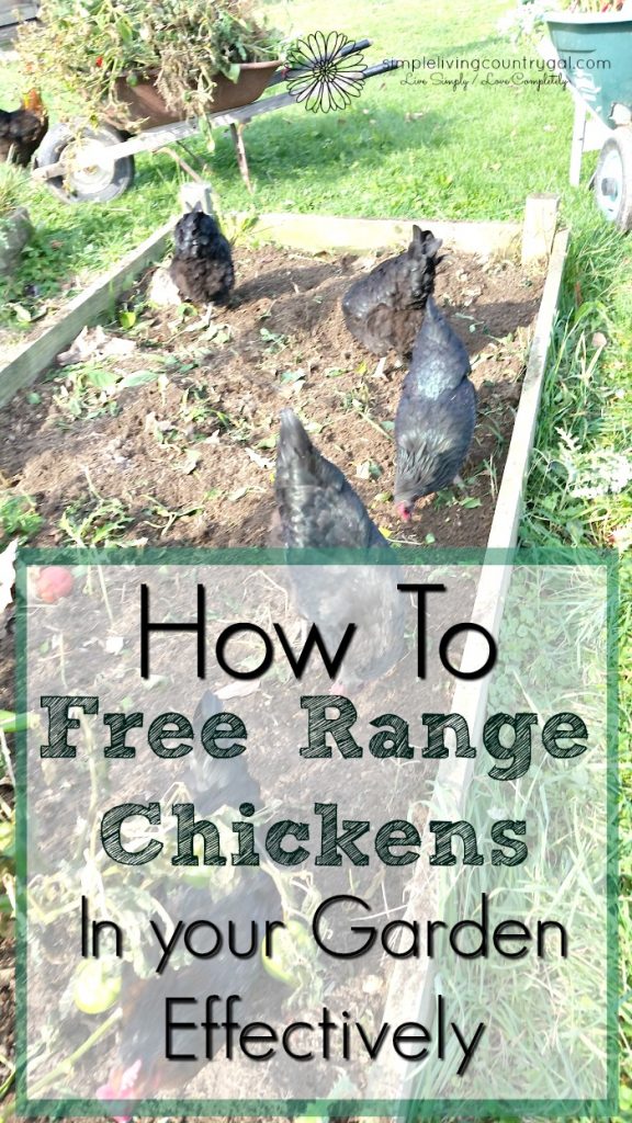 Tips on how to free range chickens in your garden with success. Not only is it easy but can benefit you as well!