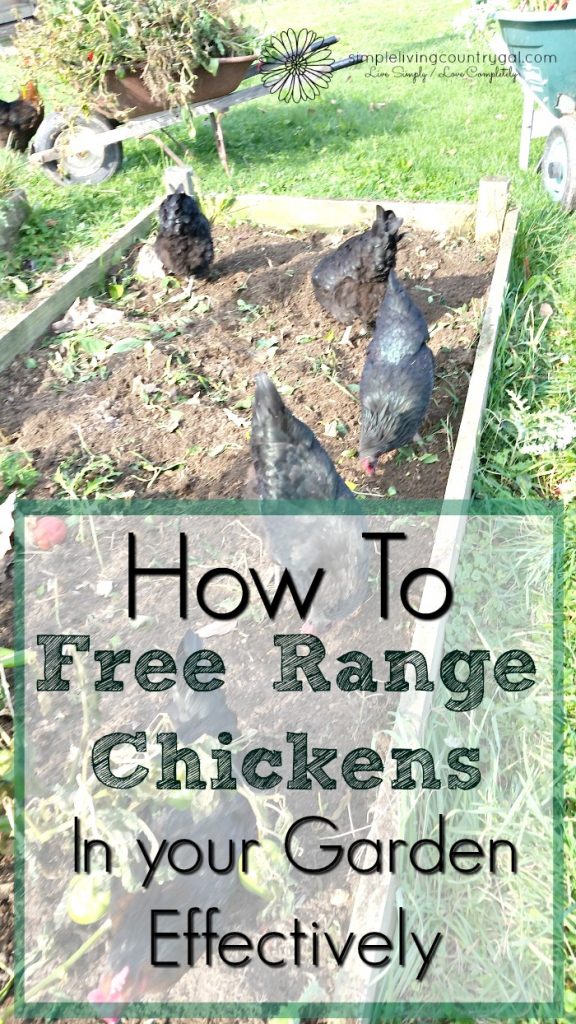 Starkline Netting: Happy Chickens –