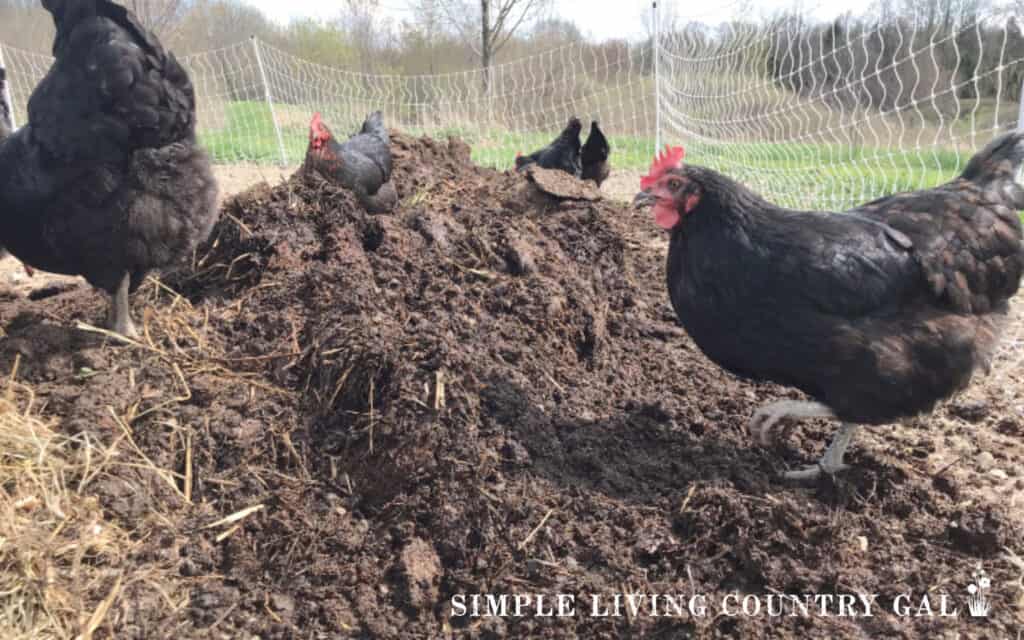a chicken scratching in a pile of manure in a garden