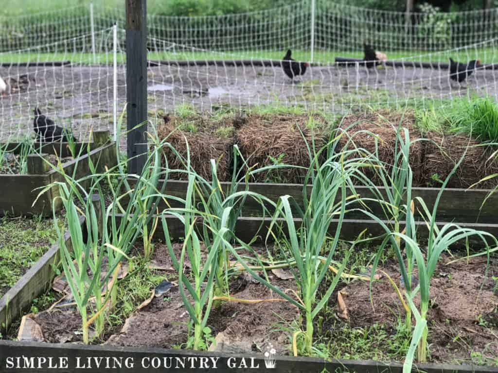 a garden growing with chickens in the background