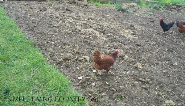 use chickens to break down clumpy dirt
