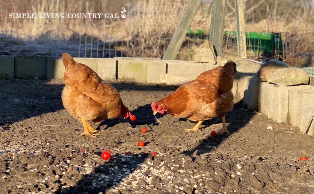 chicken scratching the ground in a run looking for food