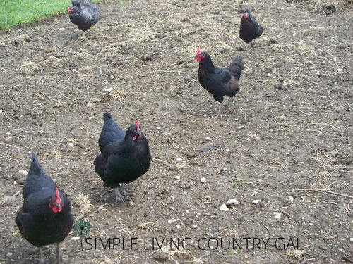 chickens scratching in dirt