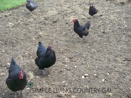 How to Winterize the Chicken Coop: 4 Steps for Success – Backyard