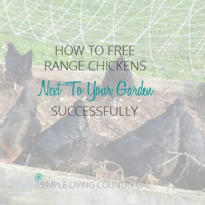 Tips on how to free range chickens in your garden with success. Not only is it easy but can benefit you as well!