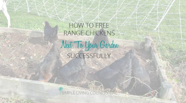 How To Free Range Chickens Next To Your Garden