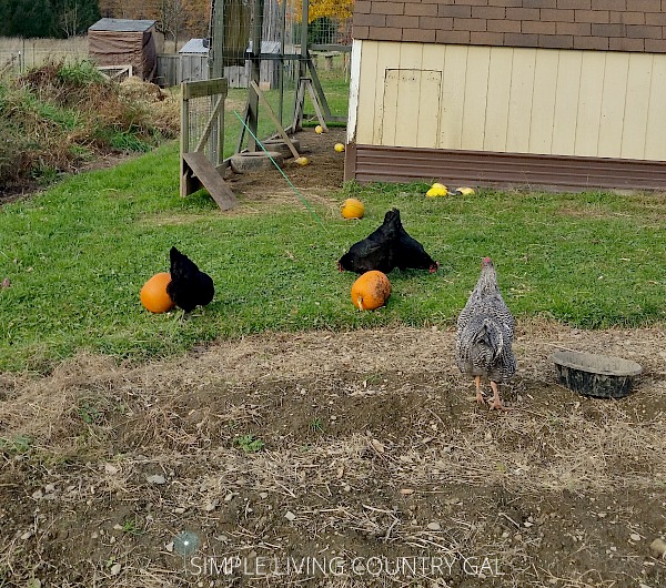 learn how to easily and effectively free range your chickens right next to your garden