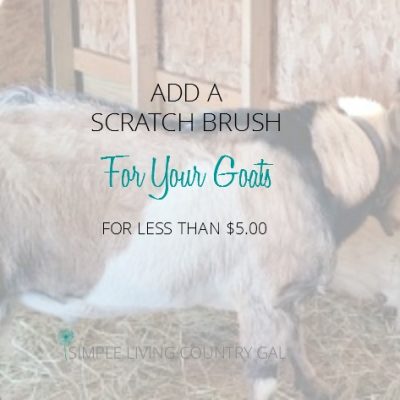 A scratch brush is a great way for goats to get their itch on! Here is an easy and inexpensive way to ad a scratching post to your barn.