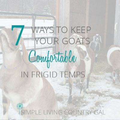 A step by step guide on how to keep your animals safe and healthy even in the coldest temperatures. Learn how your animals can thrive in the frigid cold.