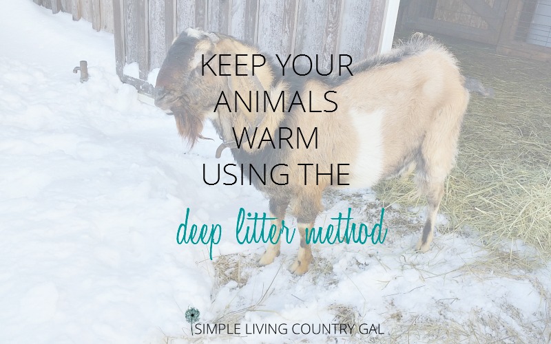 How to use the deep litter method to keep animals warm in frigid temperatures