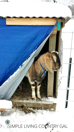 a small goat peeking out of a shelter in the winter 