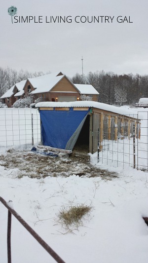 a small lean to for a goat with a blue tarp used as a protection in the snowy weather