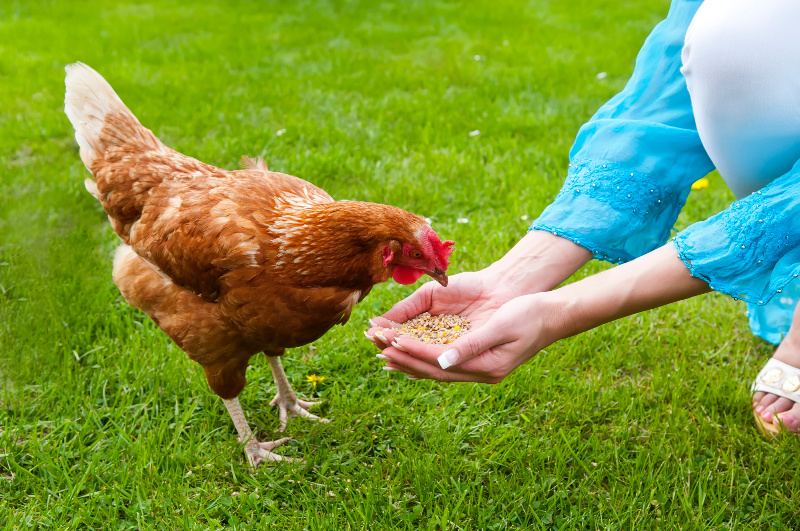 Anzeichen, dass Ihr Huhn krank ist