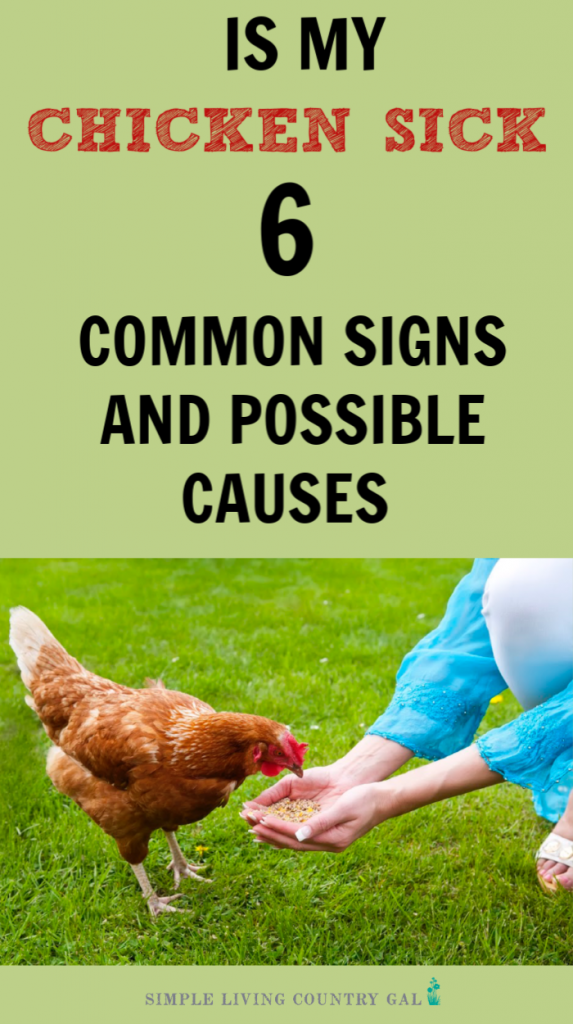 6 Warning Signs Of A Sick Chicken Simple Living Country Gal
