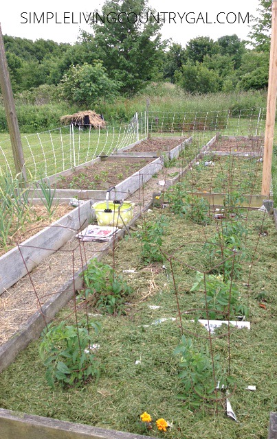 The Benefits Of Mulching Your Garden | Simple Living Country Gal