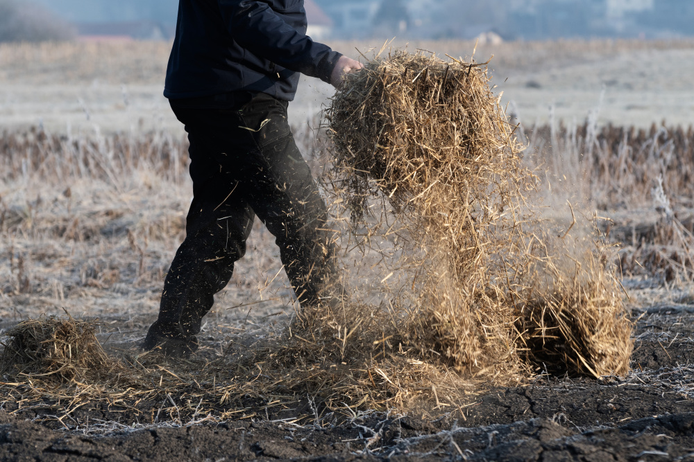 A man is mulching a garden with straw.