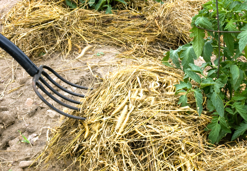 Hayfork garden mulching around a tomato plant to help reduce weeds and keep moisture in.