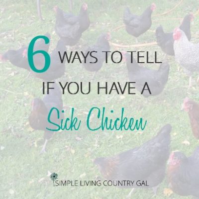 It is important to know your chickens so you will notice when one of your birds is ill or injured. Use this checklist to determine if your hen is sick.