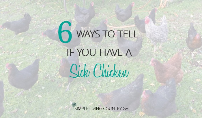 6 Warning Signs Of A Sick Chicken Simple Living Country Gal