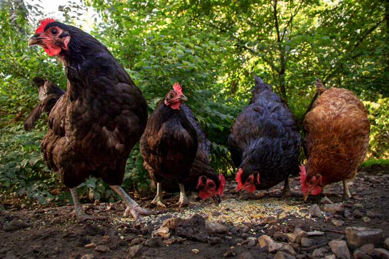 a group of chickens eating grain and one not eating is a sign of a sick chicken