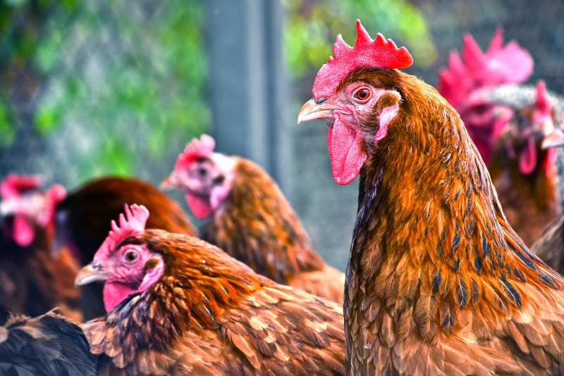 les signes d'un poulet malade