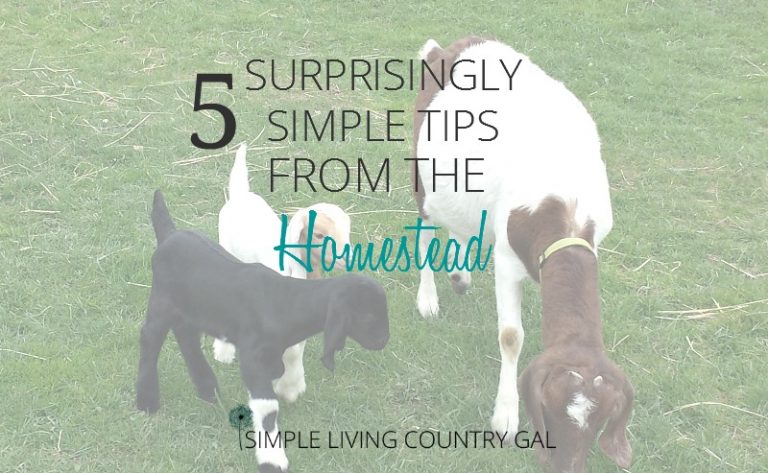 5 Surprisingly Simple Homesteading Tips