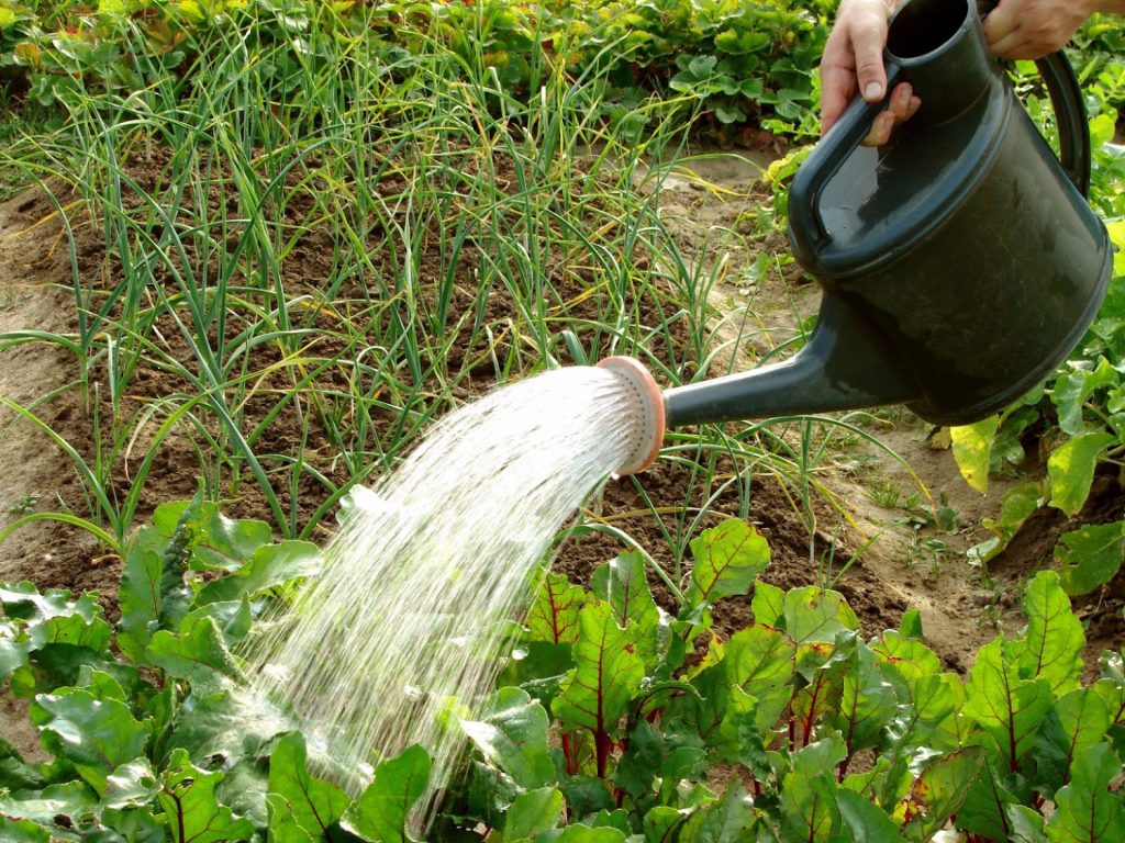 watering a garden with a watering can