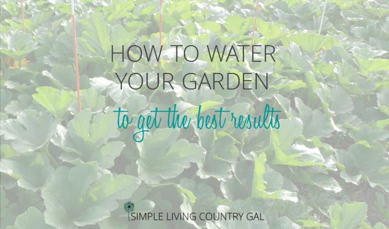 How To Water Your Garden To Get The Best Results