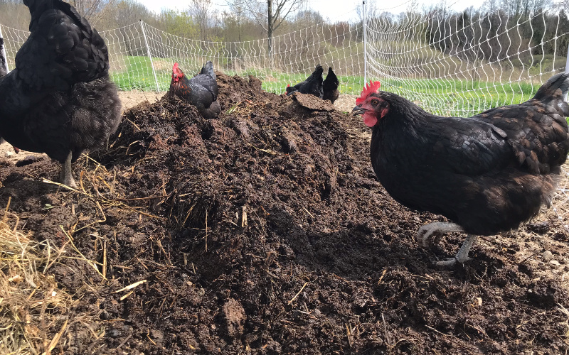 These chickens are using wood ash for a dust bath. The chickens are housed next to the garden for convenience. 