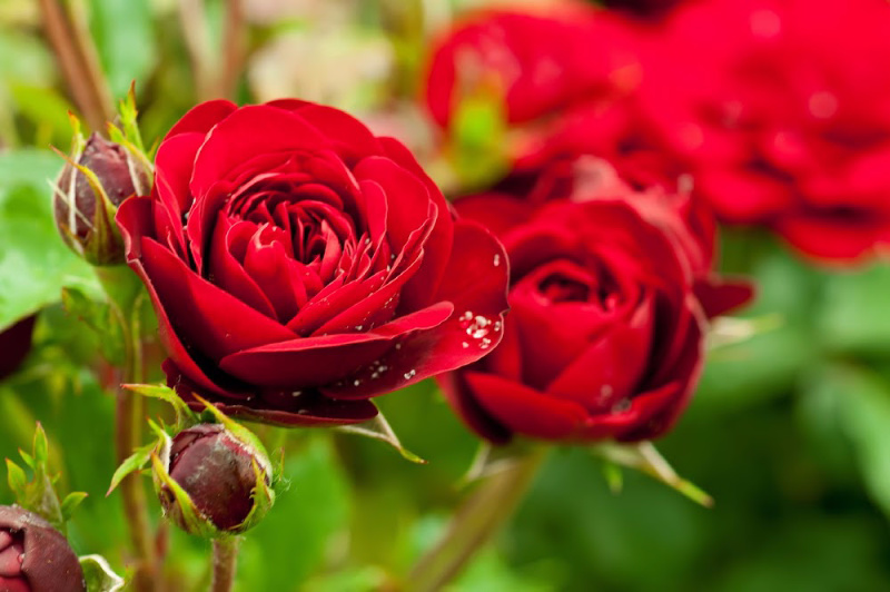 How to use wood ash to grow better roses