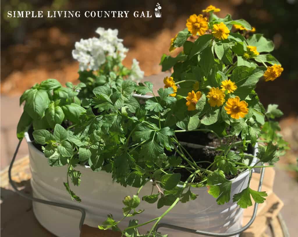 a container being repurposed to hold herb flowers