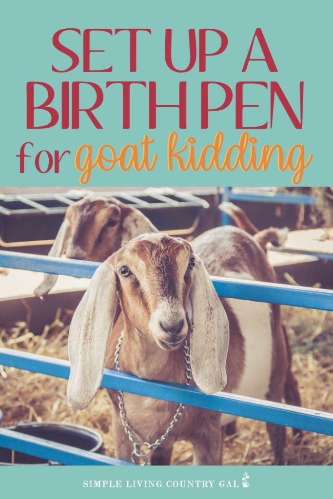 baby goat in a goat kidding pen