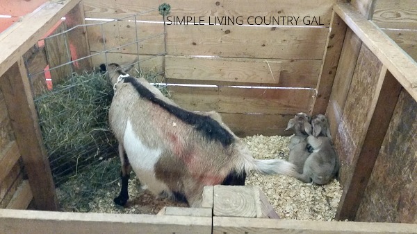 Setting Up A Birthing Pen For Your Goats