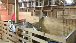 Setting Up A Birthing Pen For Your Goats | Simple Living Country Gal