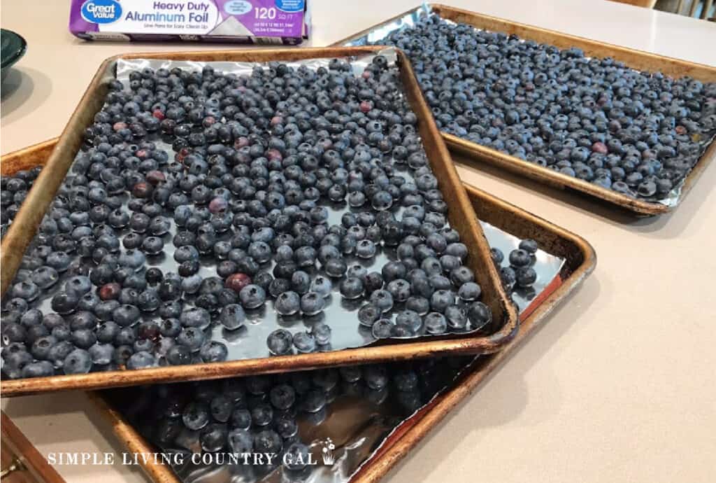 fresh blueberries on 3 foil lined cookie sheets