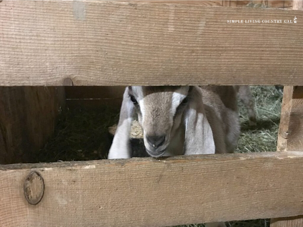 baby goat kid in a kidding pen