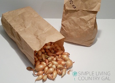 bag of seed onions. How to grow bigger onions