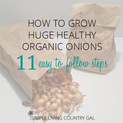 Growing onions is a great way to start your gardening journey. Simple and easy to do if you follow my tips!
