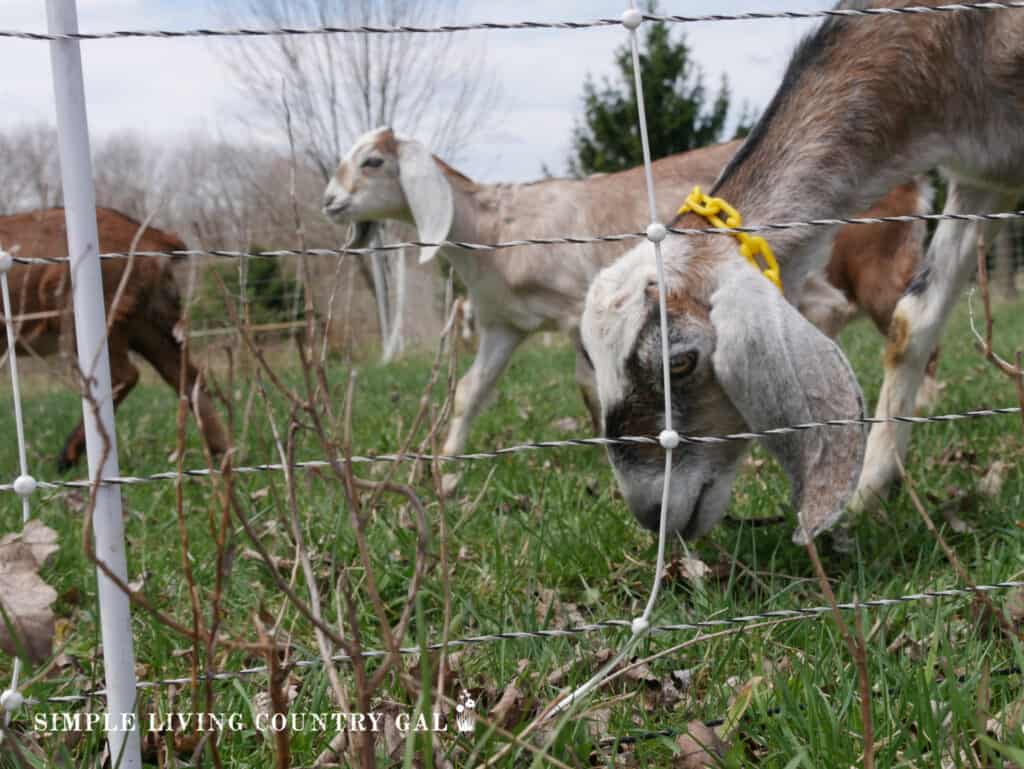 a small herd of goats grazing next to electric goat fence