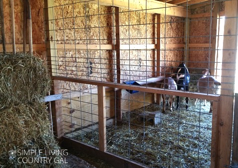 A fenced in area for goats in a barn 