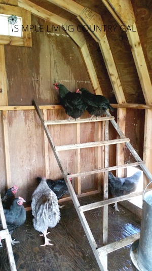 Everything You Need To Know About Chicken Roosts Simple Living