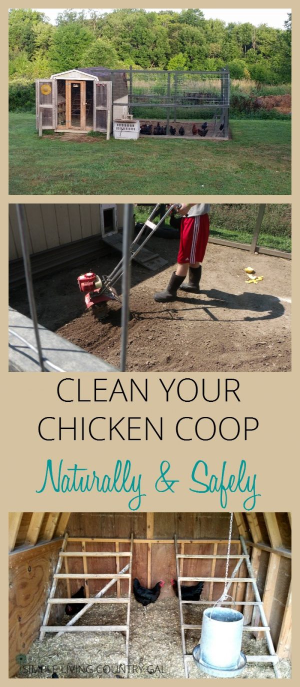 Cleaning Out The Chicken Coop Naturally and Safely 