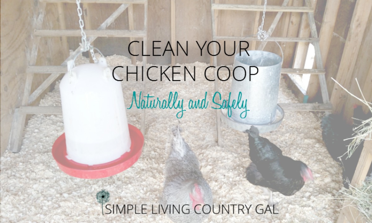 Cleaning Out The Chicken Coop Naturally and Safely - Clean Chicken Coop Naturally Large