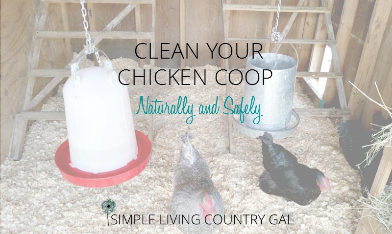 Cleaning Out The Chicken Coop Naturally And Safely Simple Living