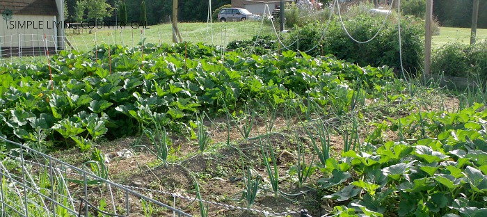 a large backyard garden full of onions and pumpkins