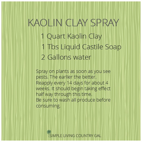 DIY Stink Bug Spray made from Kaolin clay is a tip to organic gardening for beginners. 