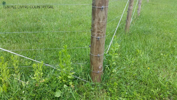 Goat fence line trimming must be done or your electric fence won't work properly