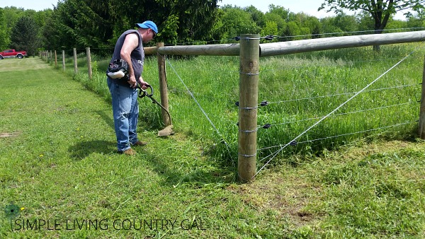 To keep your goat fence line working, trim all the way to the dirt